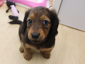 甘え上手な仔犬ちゃん💕